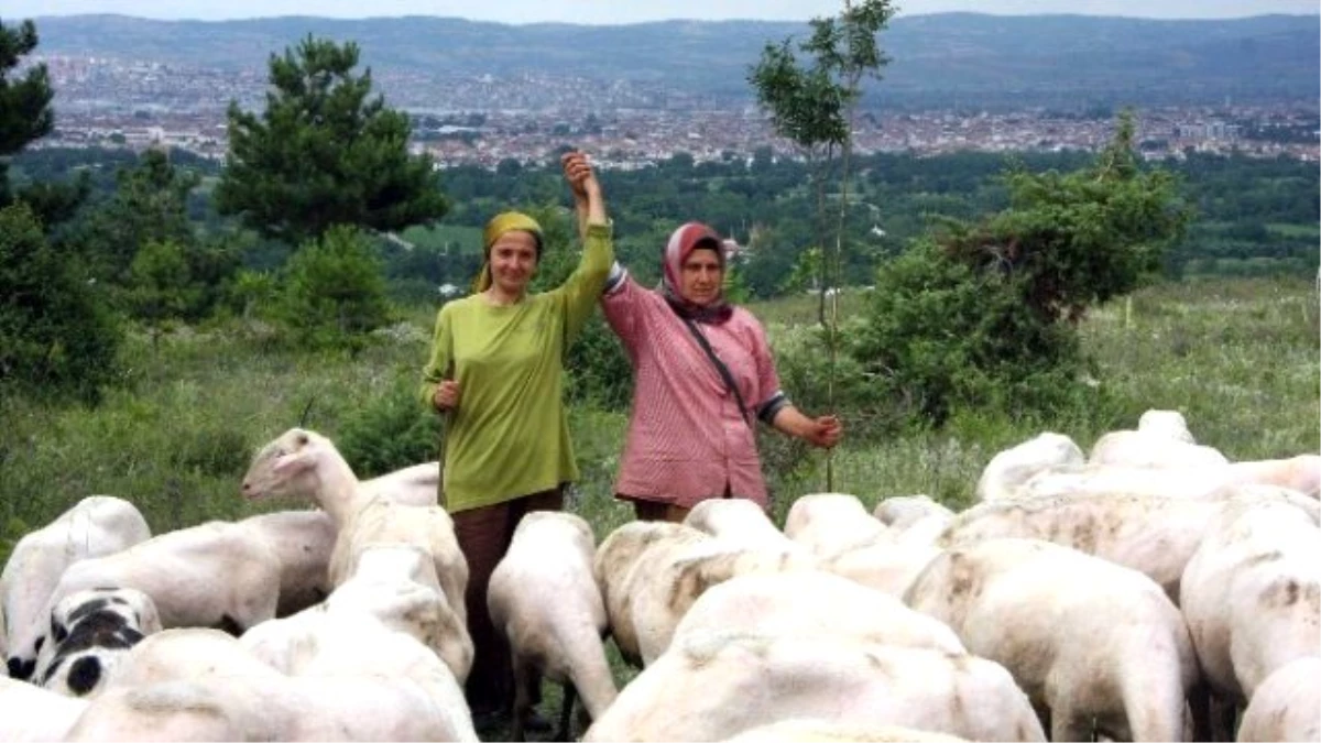 2 Kuzuyla Yola Çıkan Girişimci Çoban Kız Kardeşler, Sürü Kurdu