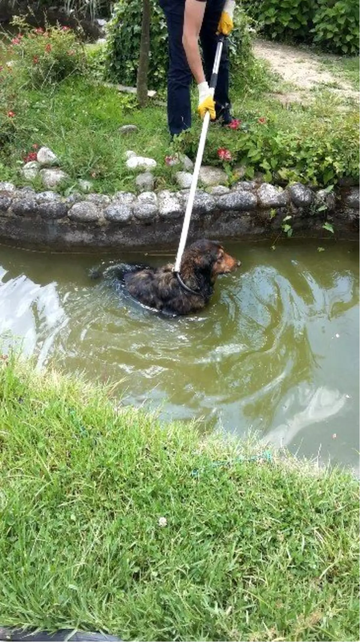 Serinlemek İçin Havuza Giren Köpeği Zabıta Kurtardı