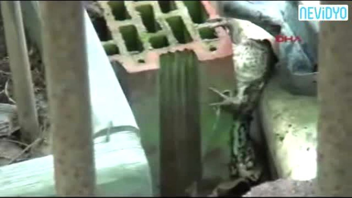 Yılanın Ağzından Kürekle Kurtardı