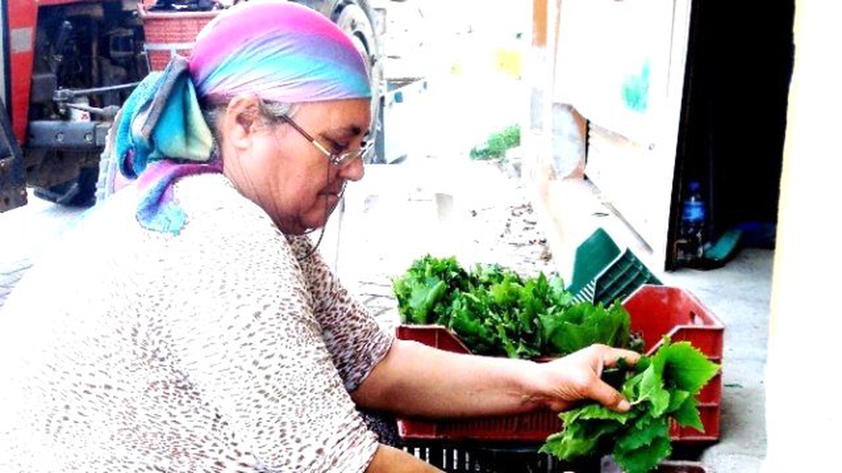 Bağ Yaprağı Alım Fiyatı Üreticileri Sevindirdi