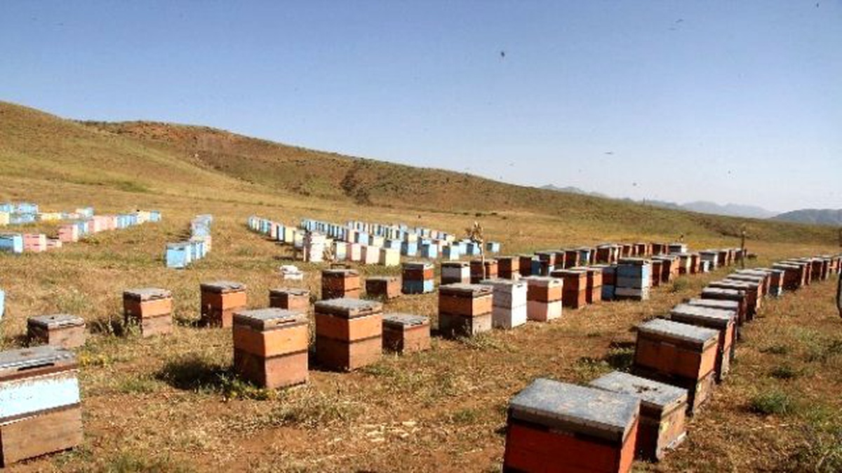 Çatışma Bölgesi Çözüm Süreciyle Ballandı
