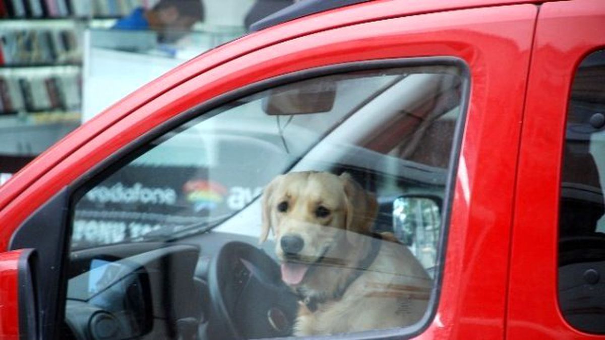 Direksiyon Başındaki Köpek Dikkat Çekti