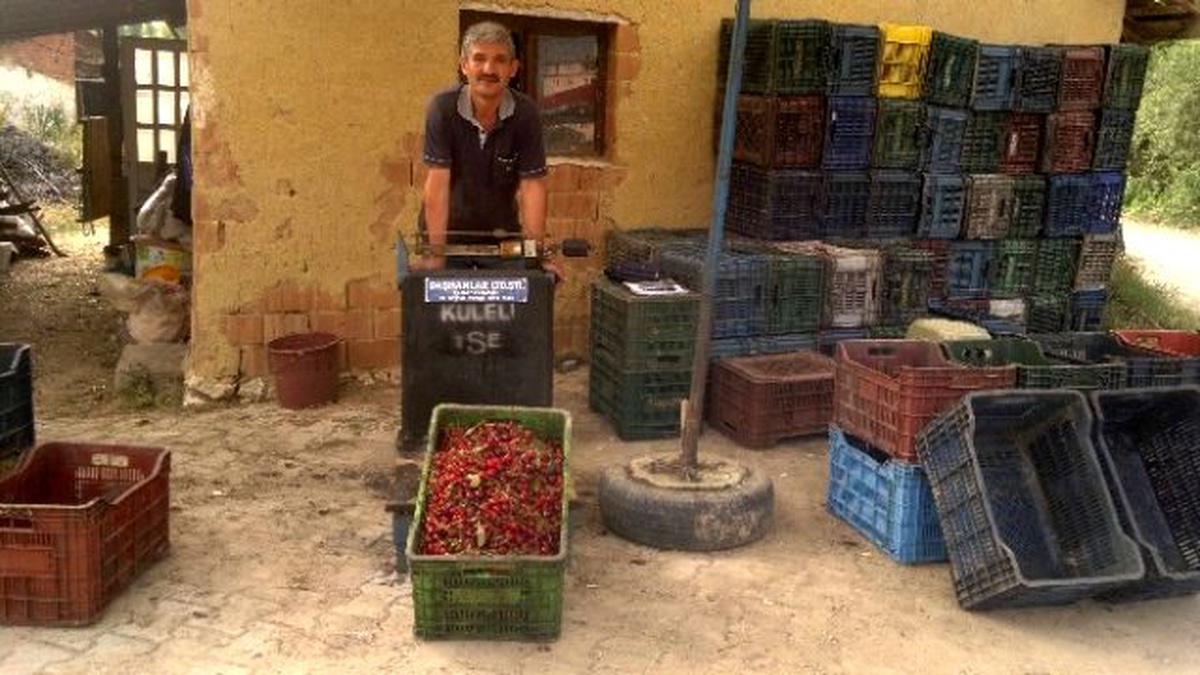 Hisarcık\'ta Vişne Alımları 4 Yıl Önceki Fiyatların Altında Başladı