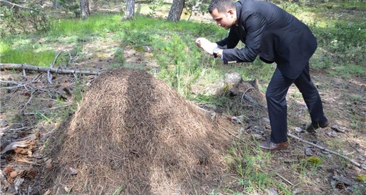 Kastamonu\'ndaki Karınca Yuvaları İlgi Görüyor