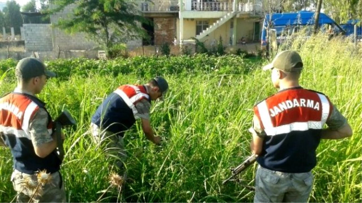 Kırıkhan\'da Jandarma 282 Kök Dişi Hint Keneviri Ele Geçirdi