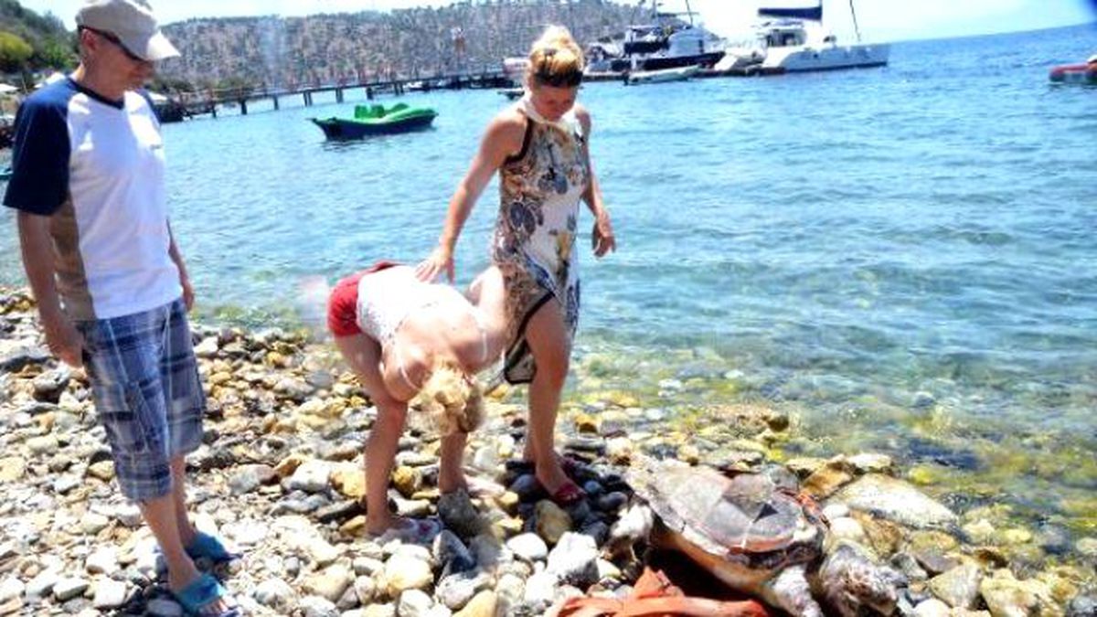 Koyda Yaralı Bulunan Caretta Öldü