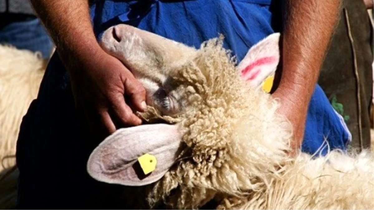 Koyun Keçi Yetiştiricilerine Güncelleme Uyarısı