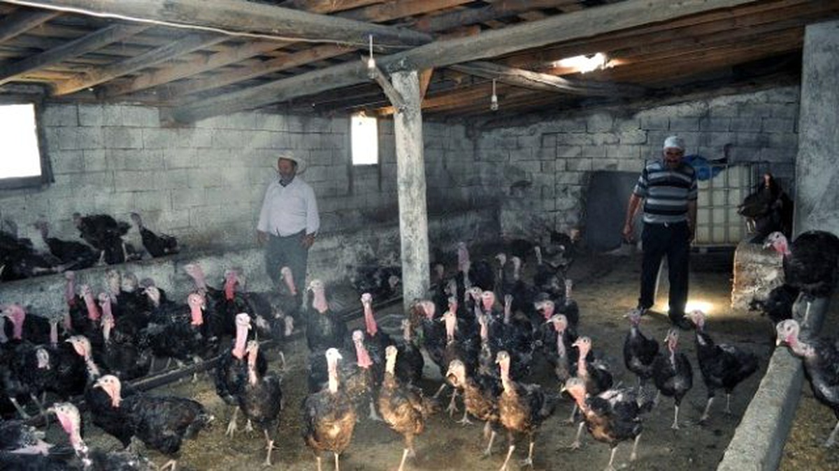 Bitlis\'te Kurduğu Çiftlikte Organik Hindi Yetiştiriyor