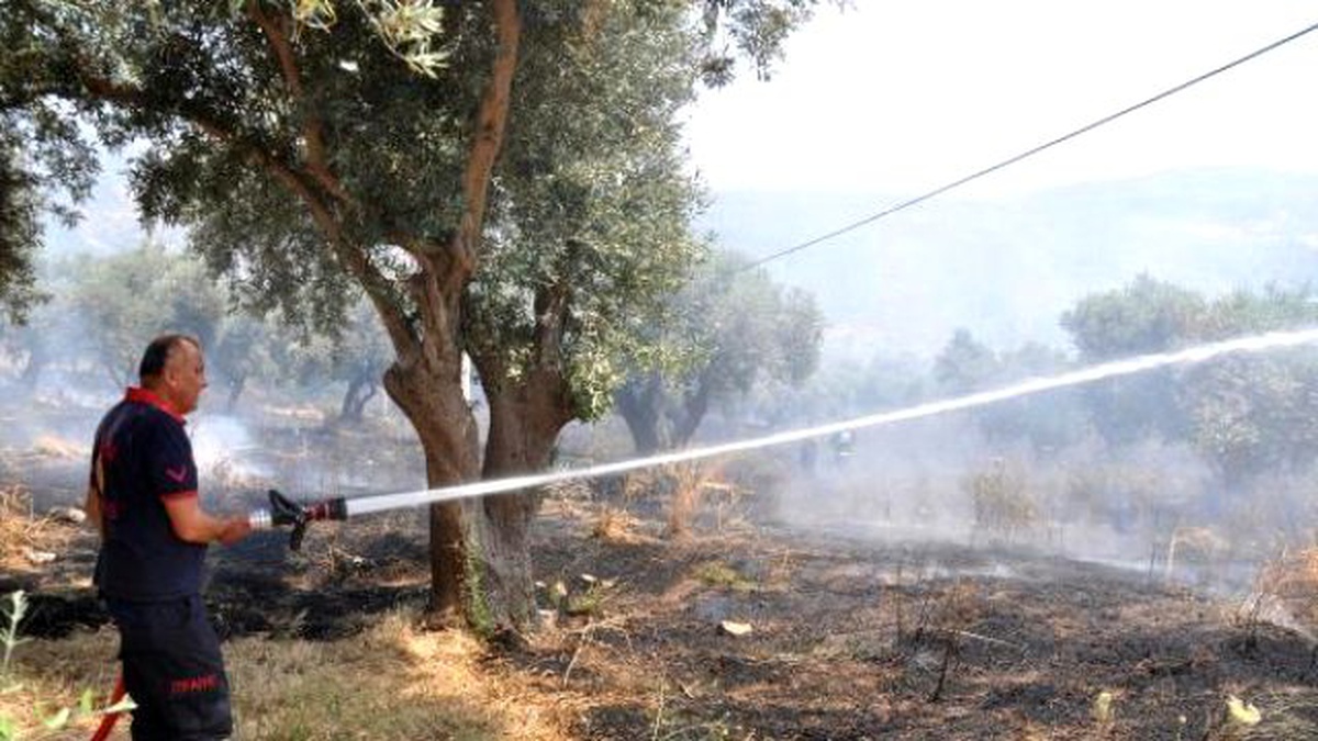 Kuşadası\'nda Zeytinlik Yangını