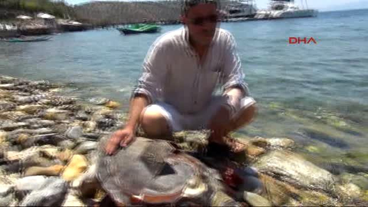 Milas Koyda Yaralı Bulunan Caretta Öldü