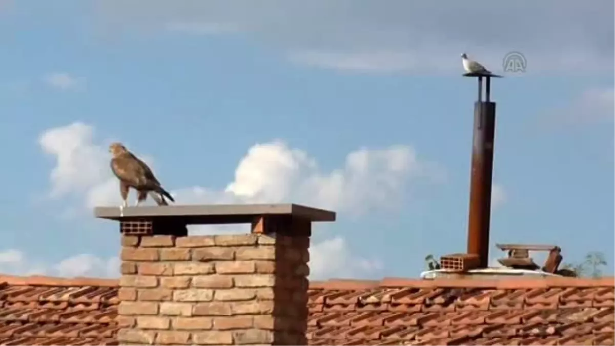 Milli Güreşçi Bulduğu Kartal Yavrusunu Eliyle Besliyor