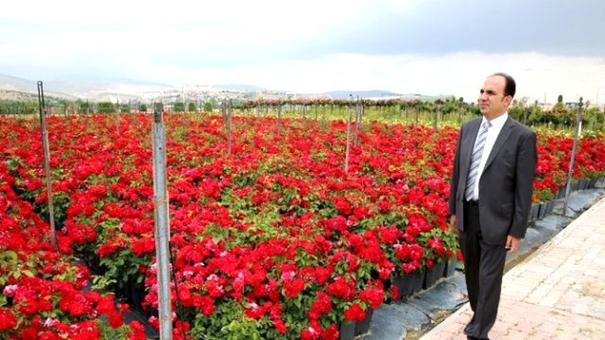 Selçuklu\'ya 250 Bin Gül Dikiliyor