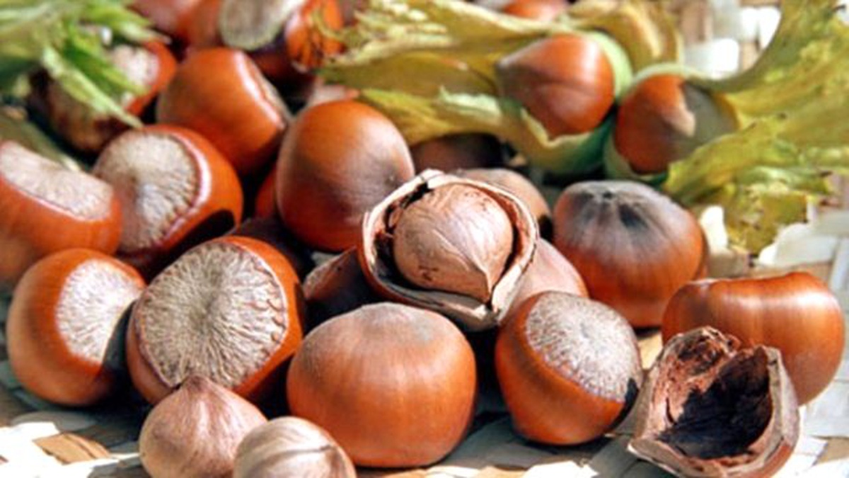 Tzob Fındık Rekoltesini 16 Temmuz\'da Açıklayacak