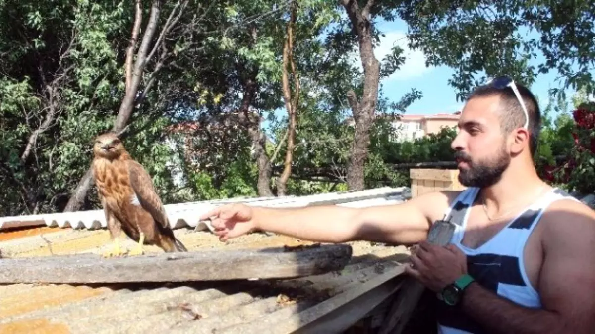 Yavru Kartal Köpeklerle Birlikte Yazlık Evi Bekliyor