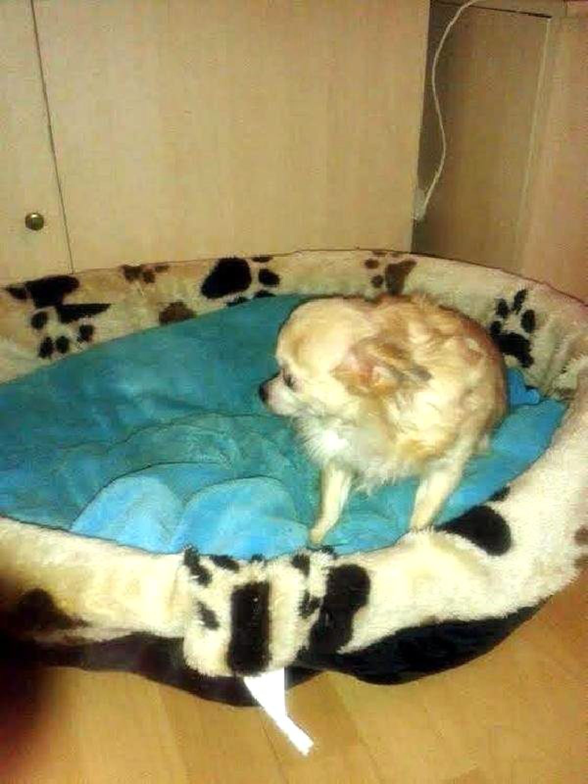 Almanya\'dan Geldi, Köpeğini Kaybetti
