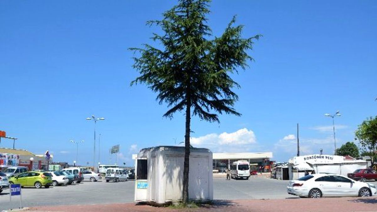 Arılar Çam Ağacını Mesken Tuttu