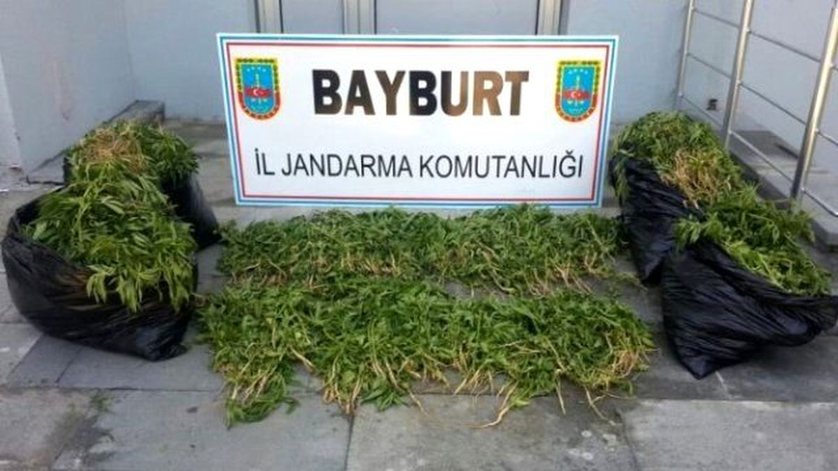 Bayburt\'ta 4 Bin 300 Kök Hint Keneviri Ele Geçirildi