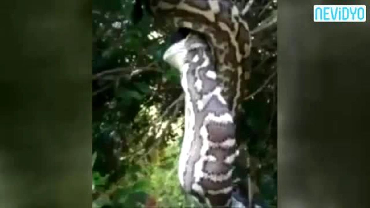Dev Yarasayı Böyle Yuttu