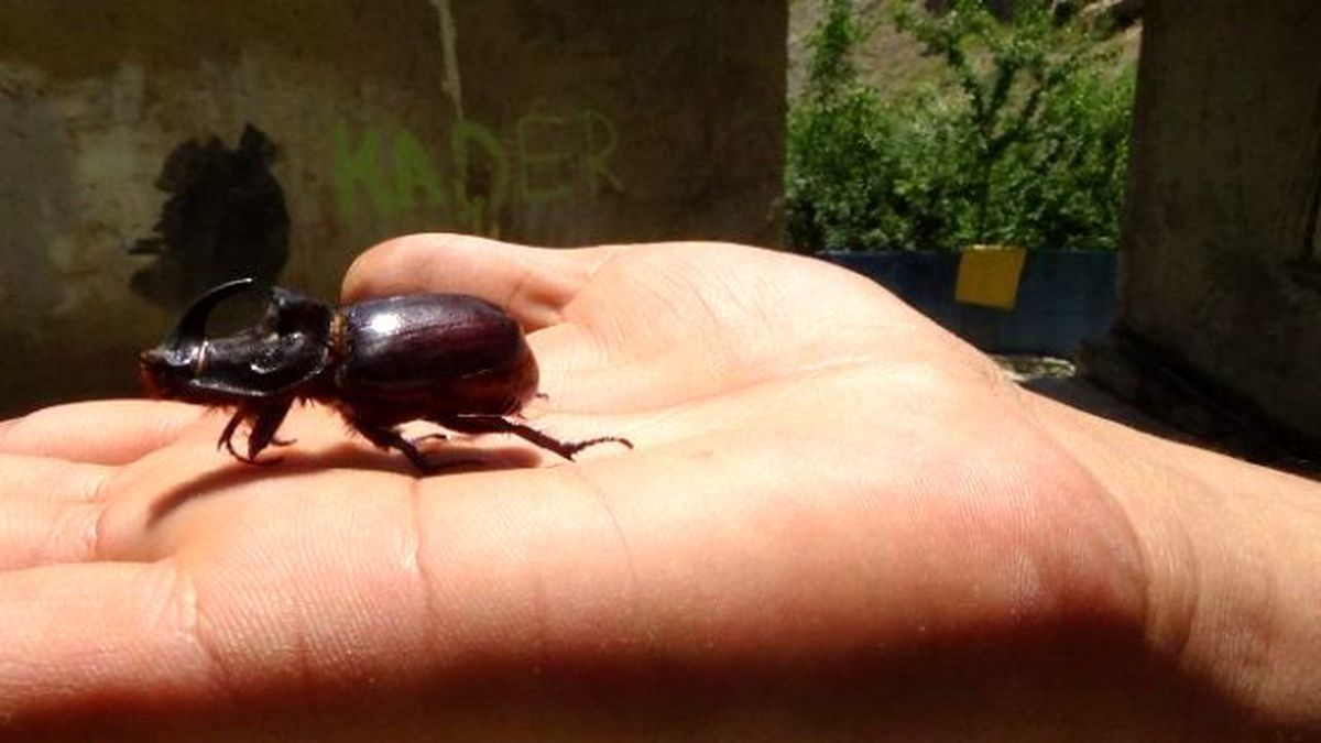 Gergedan Böceği Bu Kez Hakkari\'de Görüldü