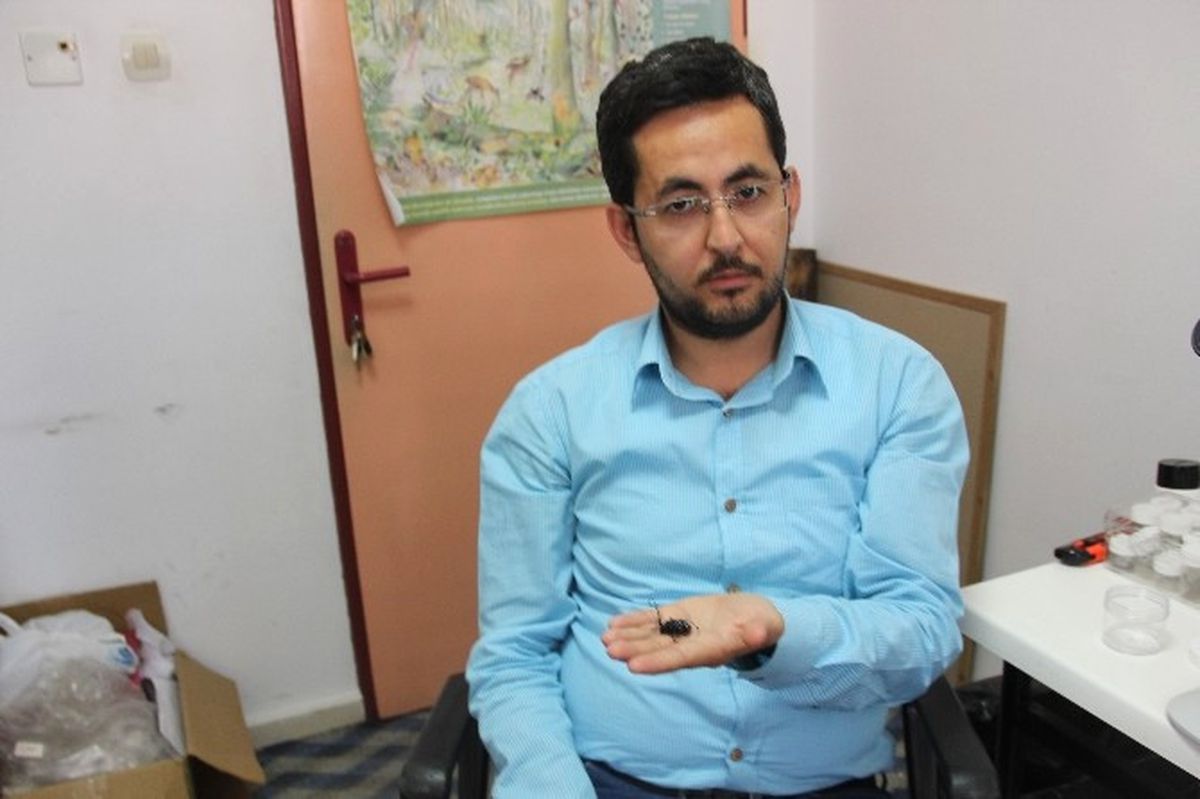İstanbul\'u Alarma Geçiren Canavar Böcek Bartın\'da da Görüldü
