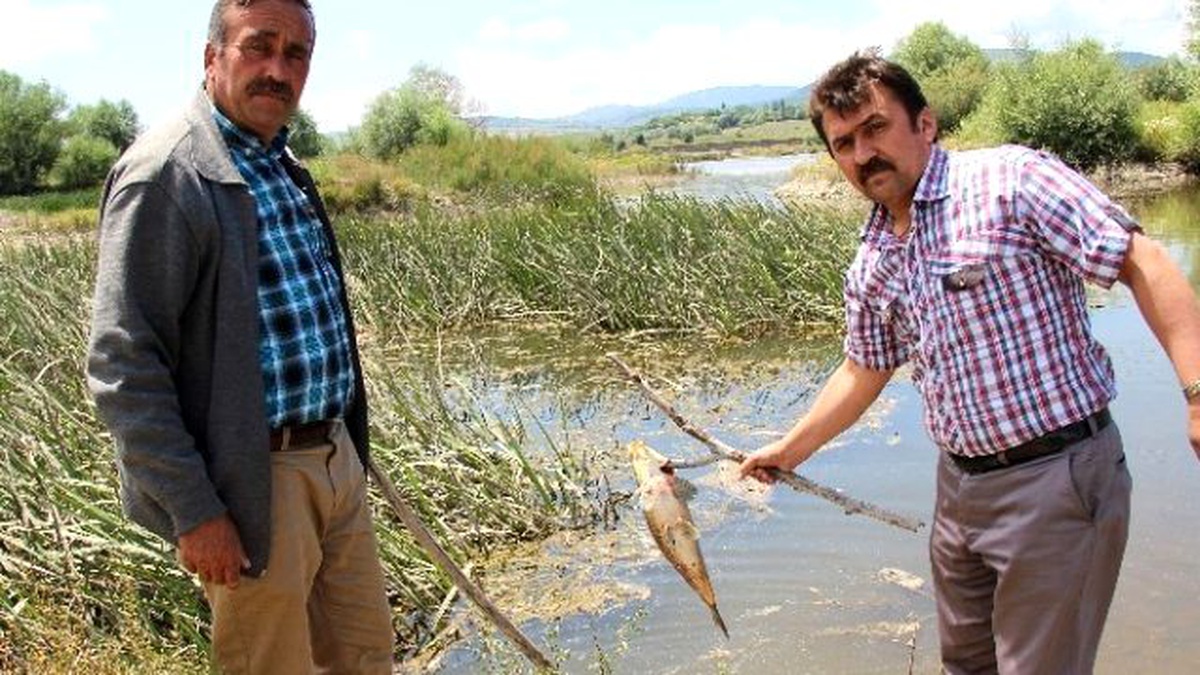 Karabük\'te Esrarengiz Balık Ölümleri