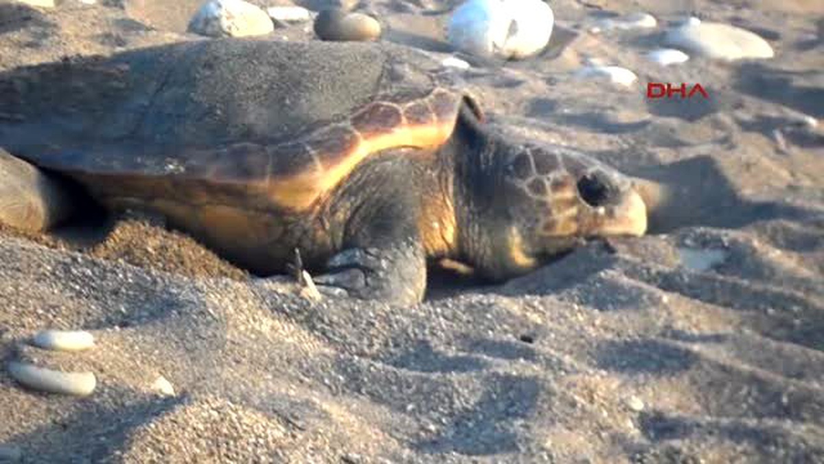 Kemer Caretta Carettalar Kampçı Tehdidi Altında
