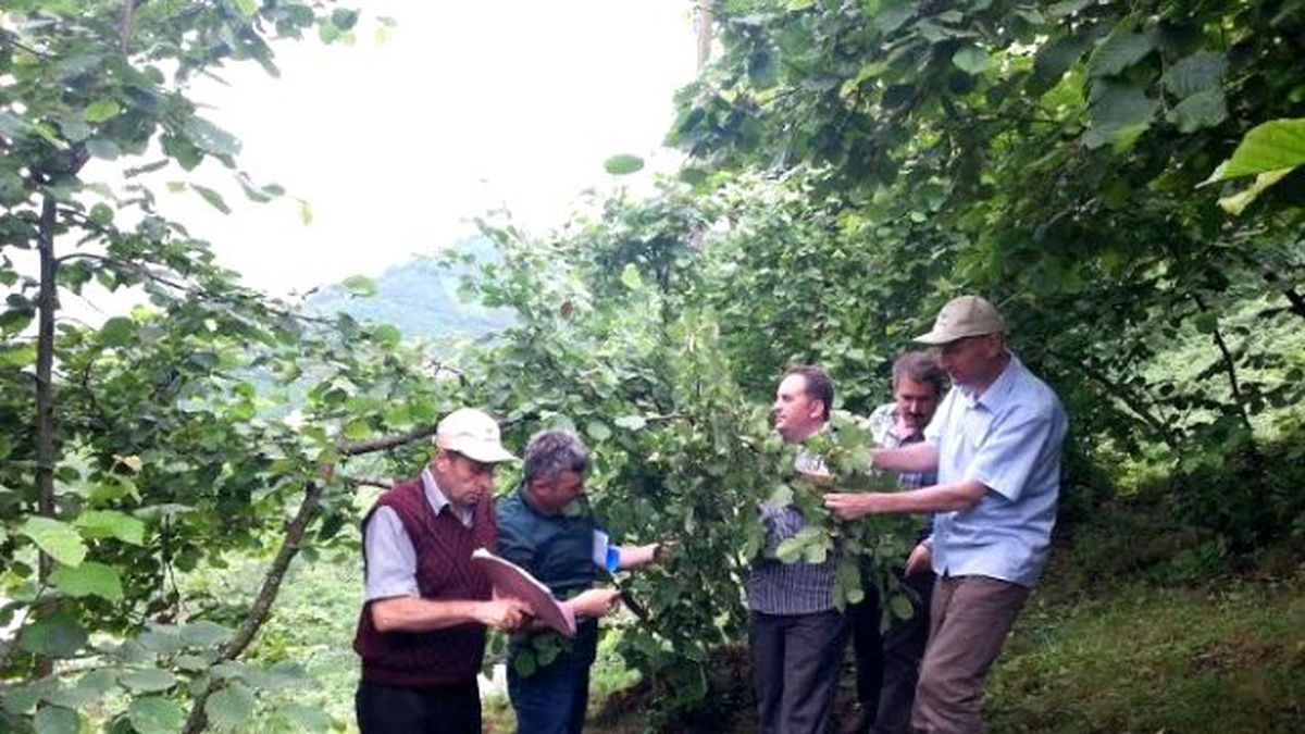 Trabzon\'da 2015 Yılı Tahmini Fındık Rekolte Tespiti Yapıldı