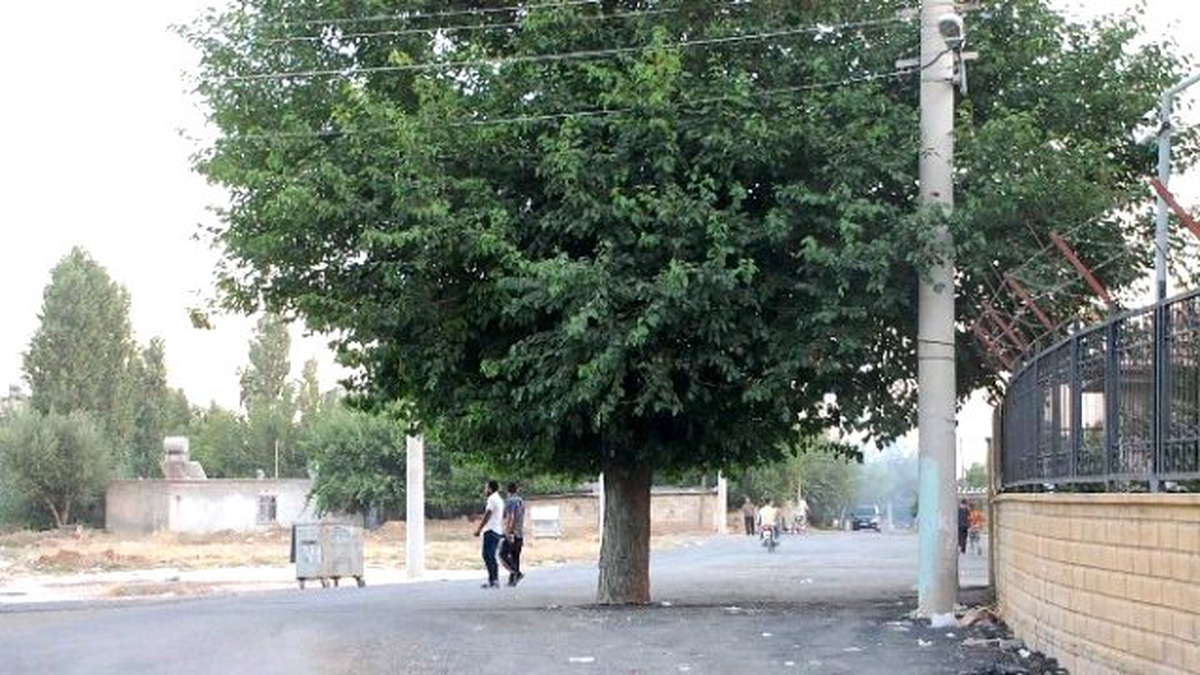 Yol Ortasında Bulunan Ağaç Görenleri Şaşırtıyor