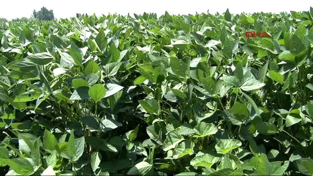 Adana Çukurova, \'Soya Bölgesi\' Olabilir