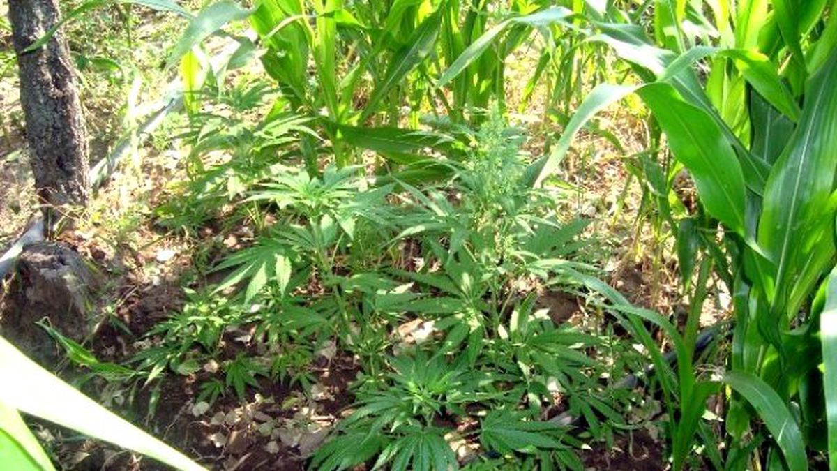 Bursa\'da 62 Kök Kenevir Bitkisi Ele Geçirildi