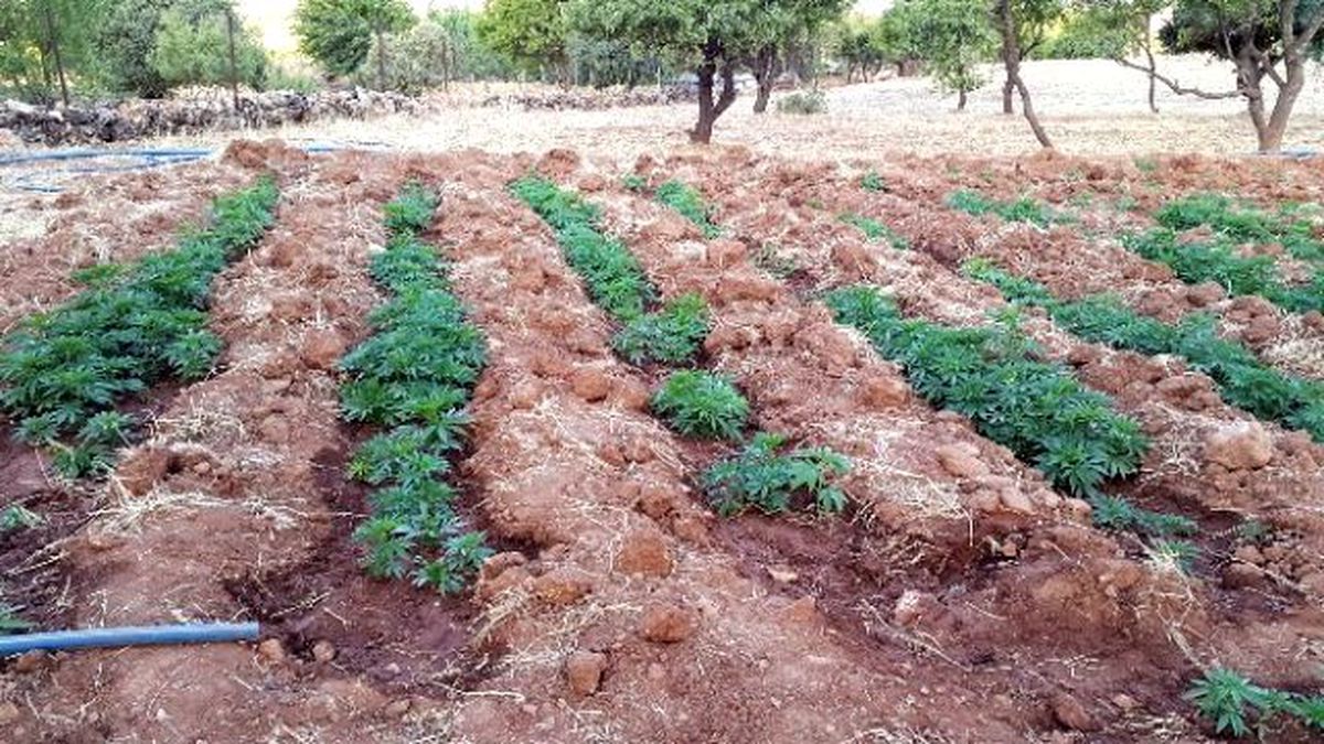 Diyarbakır\'da 553 Bin Kök Hint Keneviri Ele Geçirildi