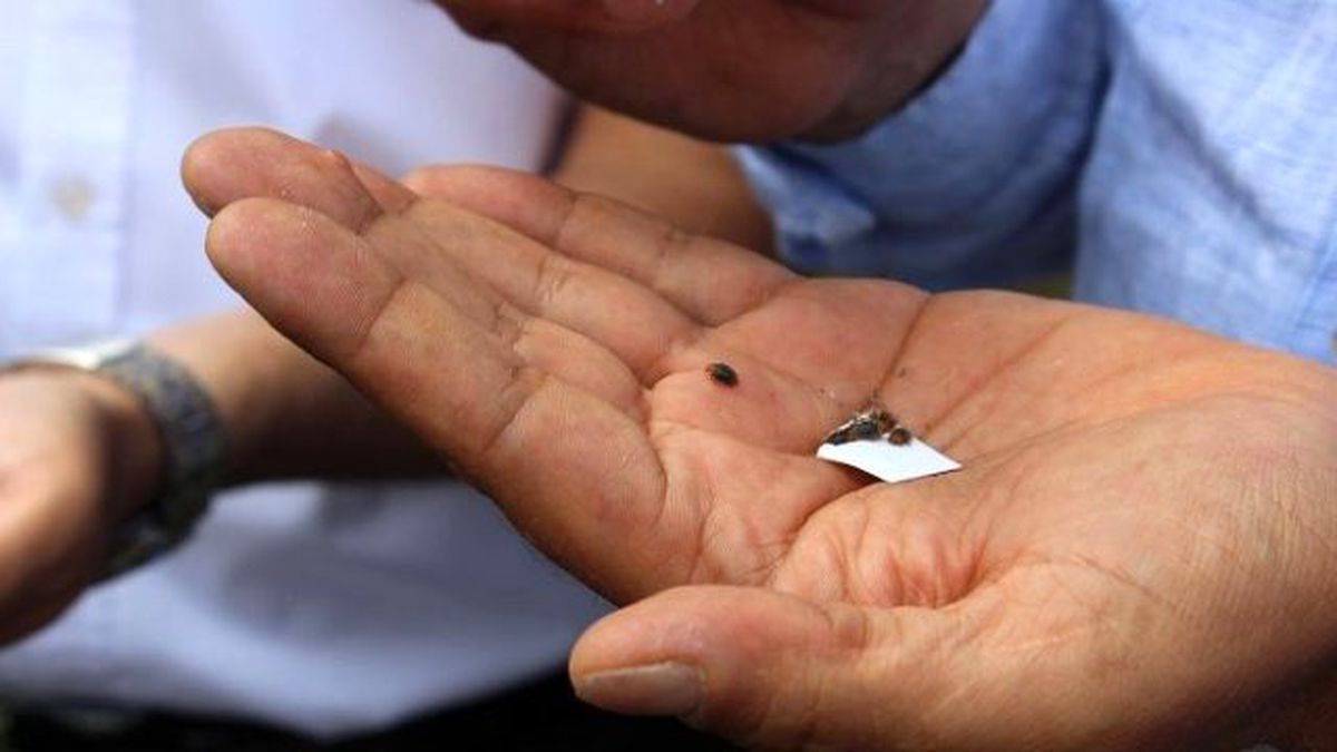 Hatay Büyükşehir Belediyesi Zararlı Böceklere Biyolojik Mücadele Başlattı