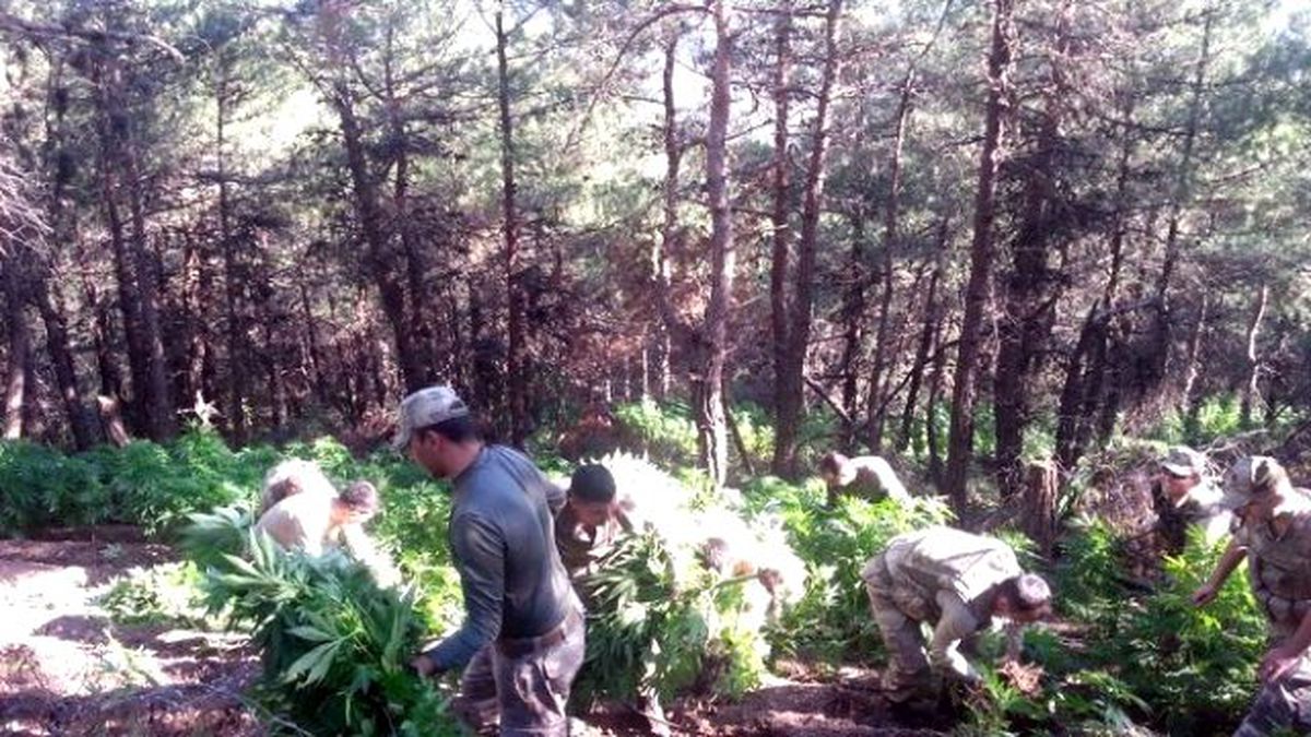 Hatay\'da 12 Bin 240 Kök Kenevir Bitkisi Ele Geçirildi
