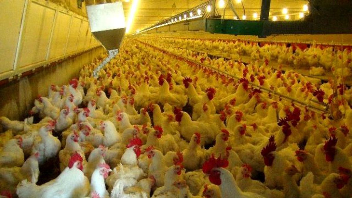 İhracat Yasağı Kalktı, Tavuk Üreticisinin Yüzü Güldü