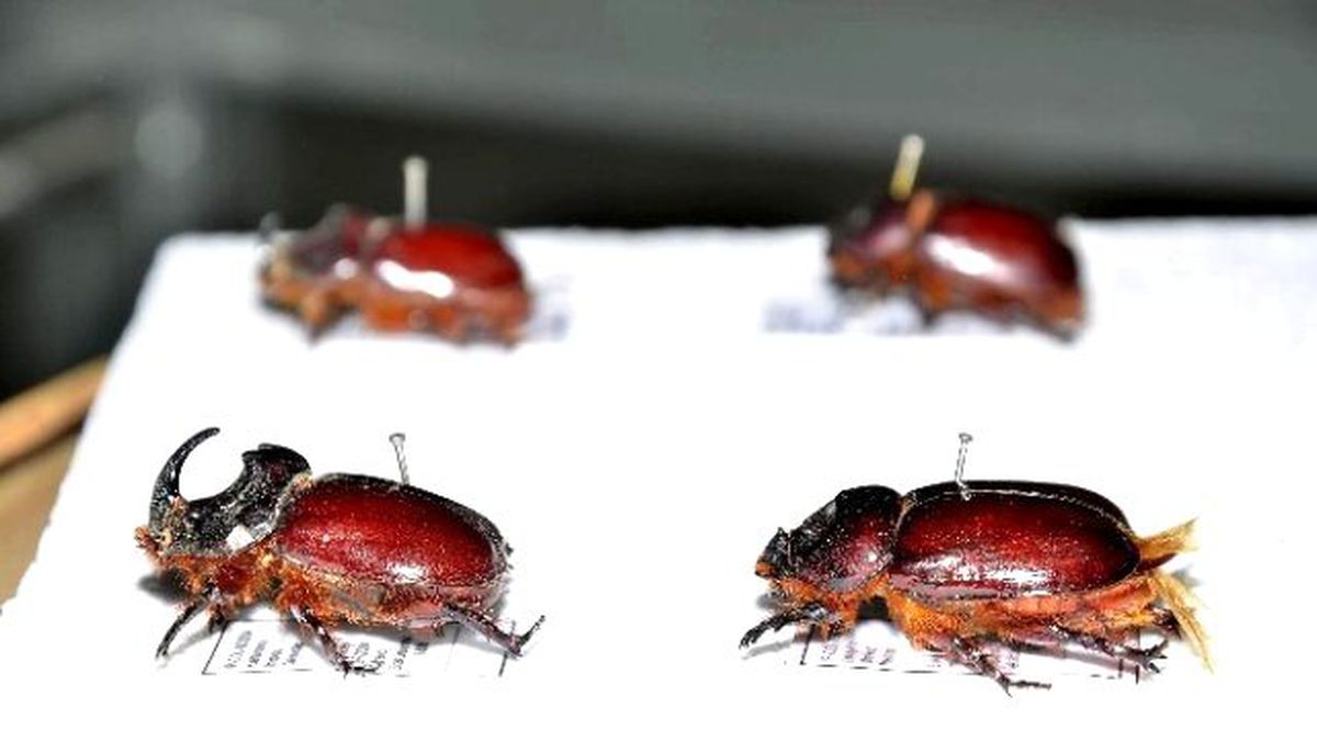 Gergedan Böcekleriyle İlgili Söylenti Gerçek Değilmiş