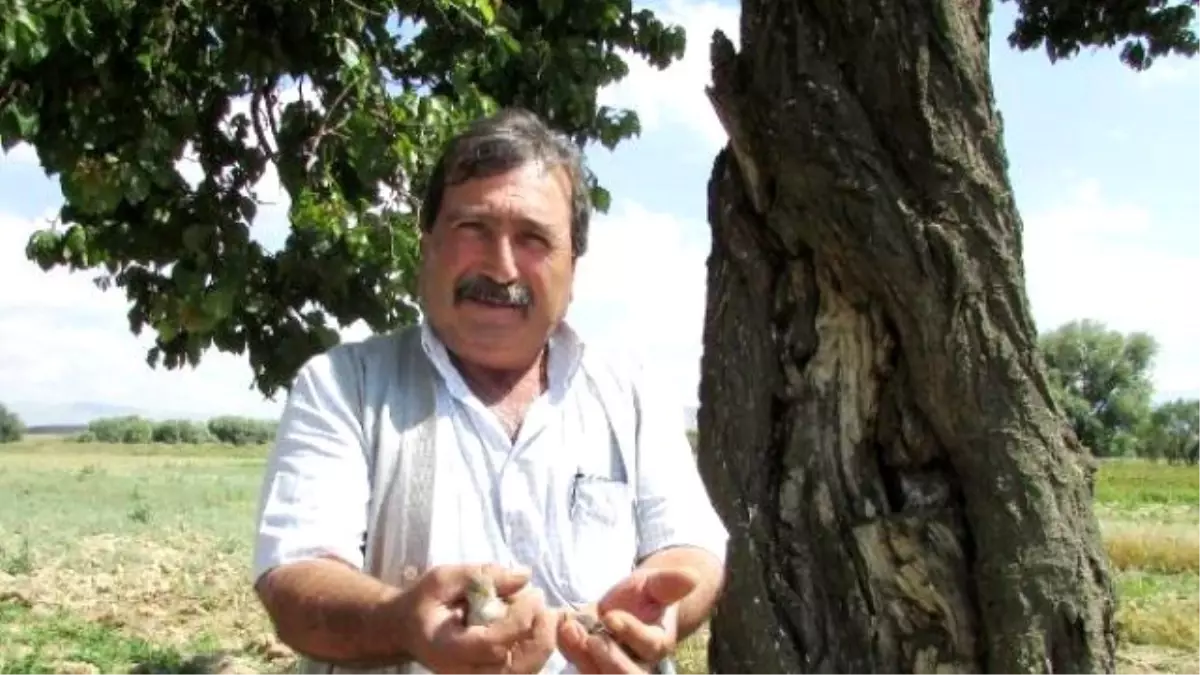 Yabani Kayısı Ağacı Serçelerin Yuvası Haline Geldi