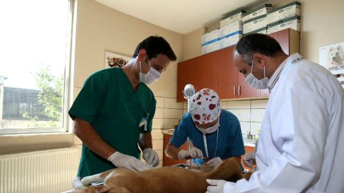 Sokak Hayvanlarını Kısırlaştırmak İçin Gezici Ekip Kuruldu