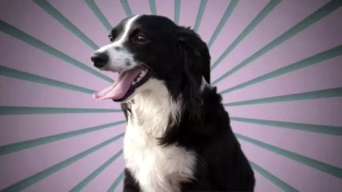 Wacky Talking Dog Psa Warns Of The Dangers Of Leaving Pets İn Hot Cars