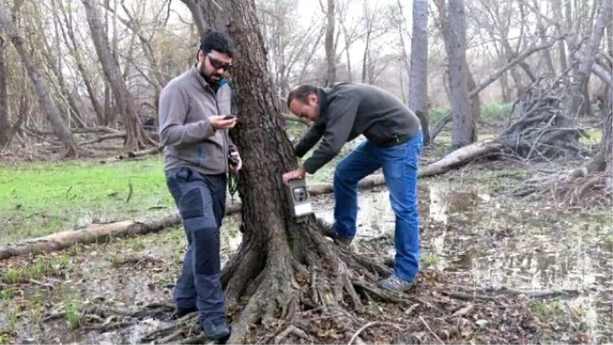 Yaban Hayvanları Fotokapana Yakalandı