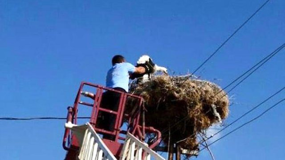 Yuvadan Düşen Yavru Leyleği İtfaiye Yerine Koydu