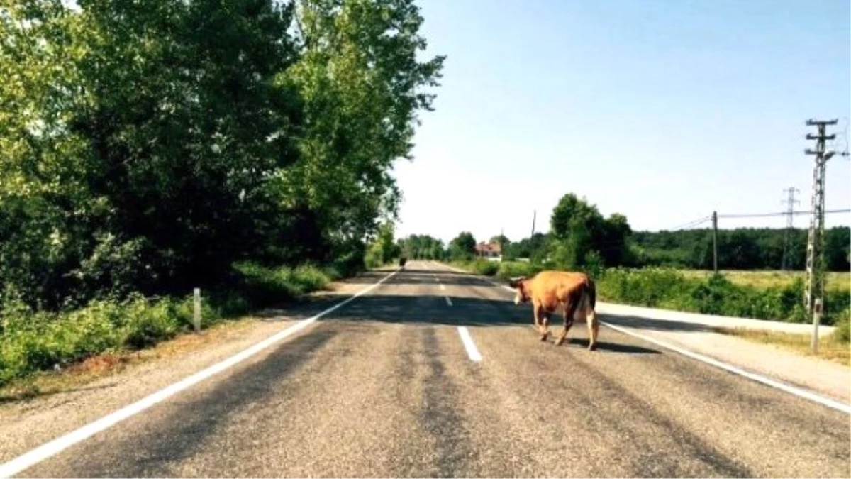 Başıboş Hayvanlar Kazaya Davetiye Çıkarıyor