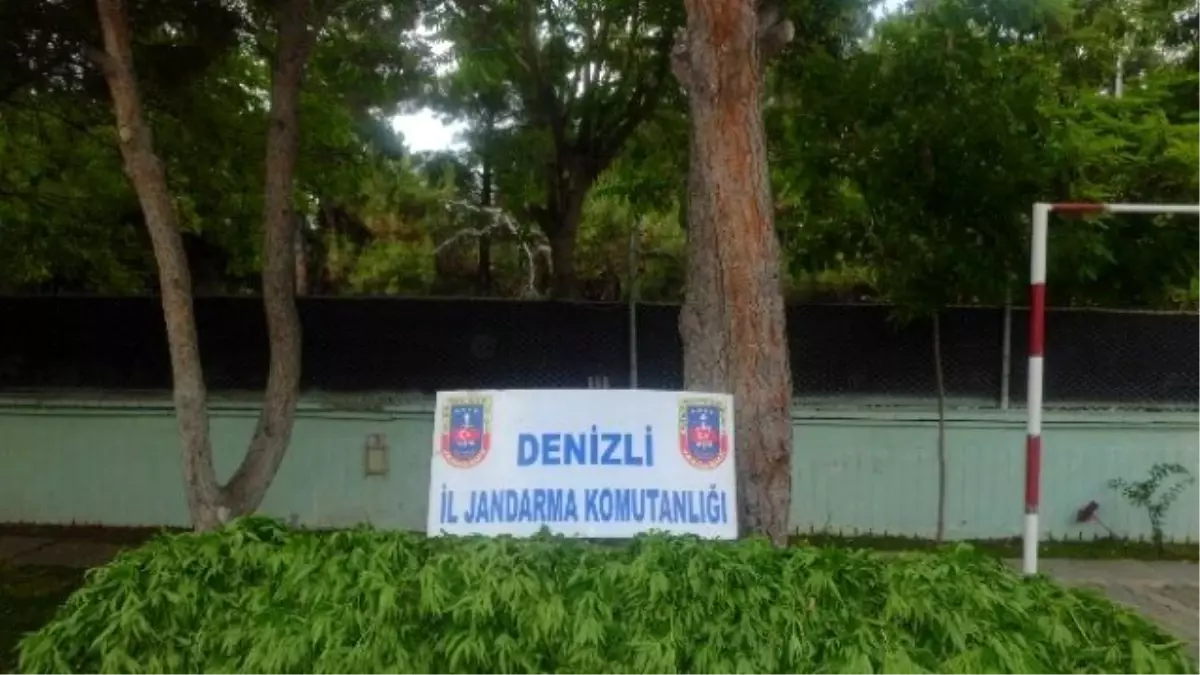 Denizli\'de 33 Bin Adet Kök Keneviri Ele Geçirildi