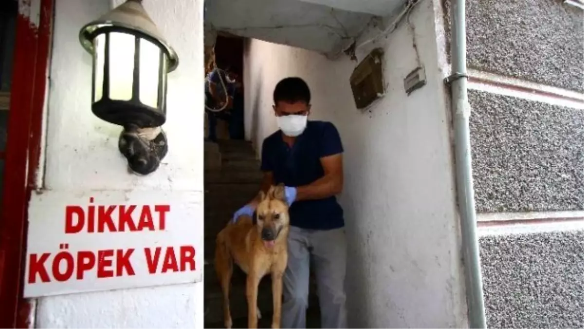 Evden Ölmek Üzere 24 Köpek, 3 Kedi ve 3 Köpek Leşi Çıktı