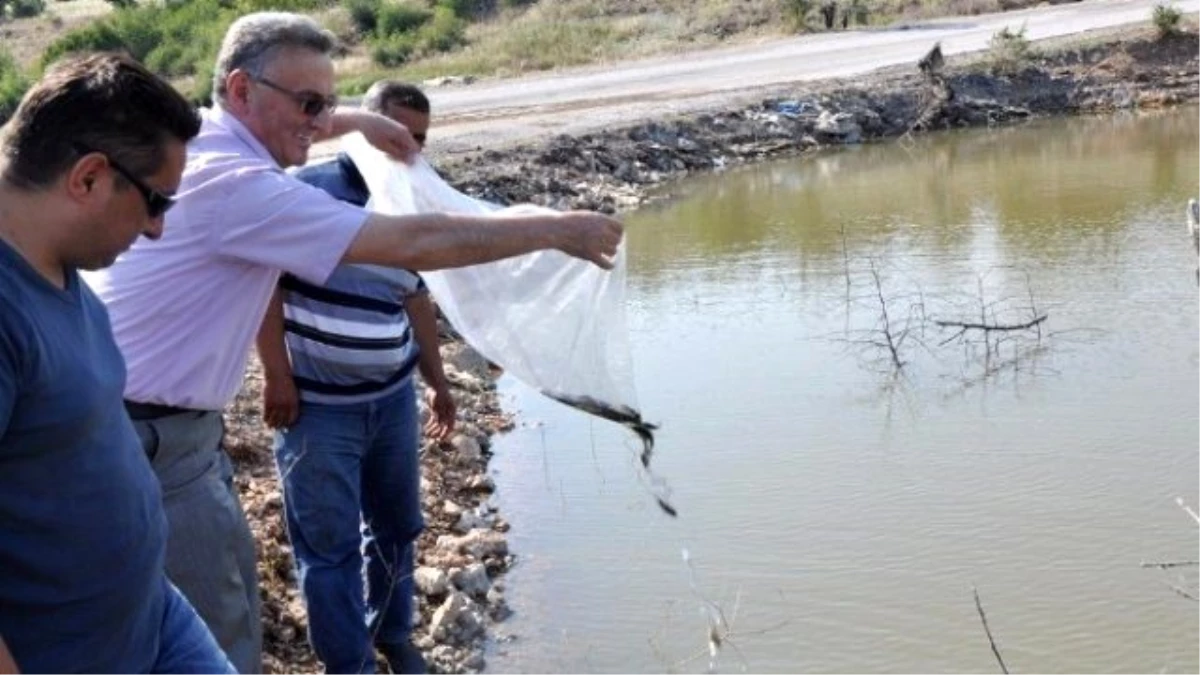 Manisa\'da 57 Bin Pullu Sazan Balığı İç Sulara Salındı