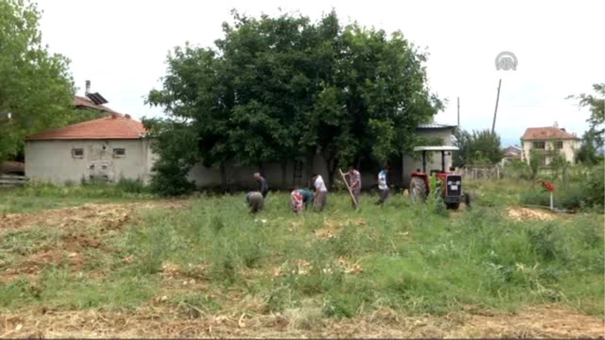 Sarımsakta Düşük Rekolte, Yüksek Fiyat Beklentisi