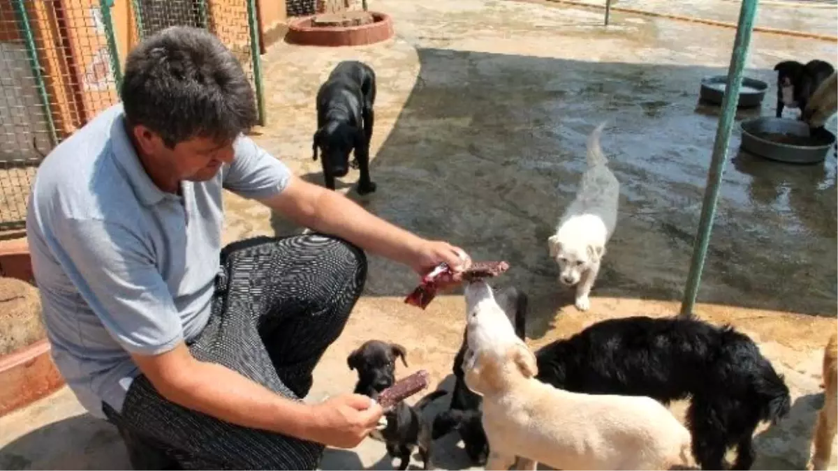 Sıcaktan Bunalan Köpeklere Önce Dondurma Sonra Duş