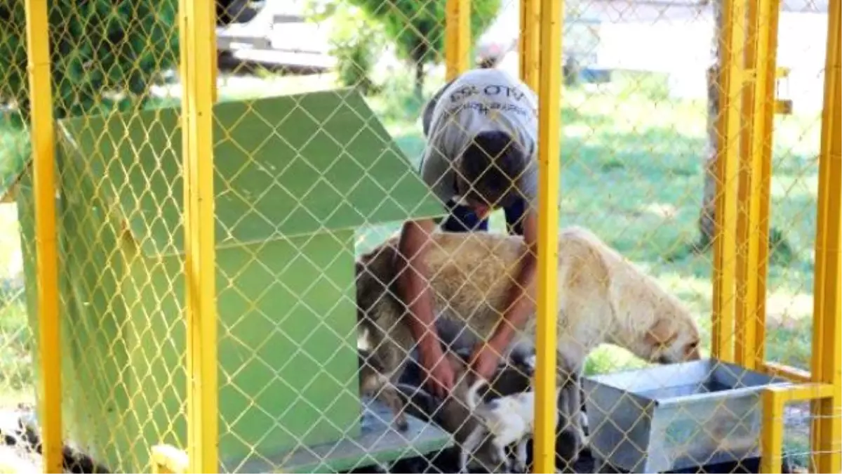 Sokak Köpeği 12 Yavru Doğurdu, Korumaya Alındı