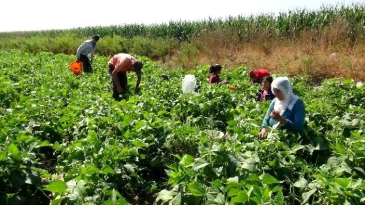 40 Derece Sıcaklıkta Hem Oruç Tutuyorlar Hem Tarlada Çalışıyorlar