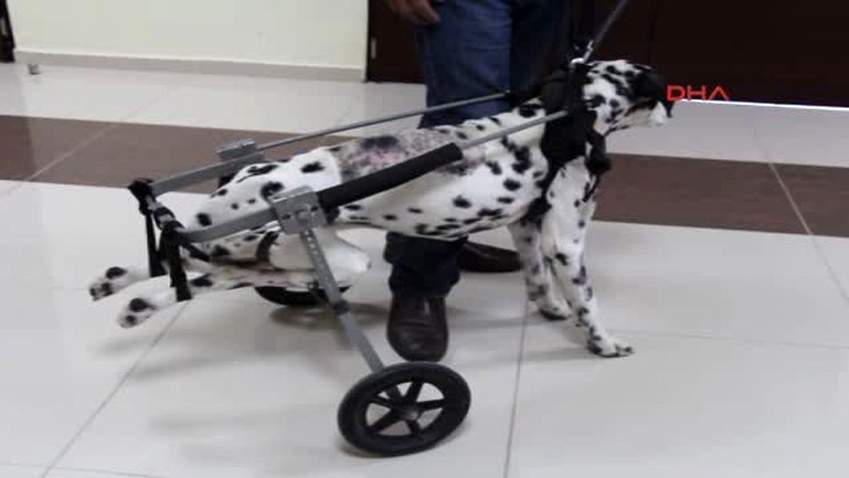 Boyun Fıtığı Olan Köpek Ameliyatla Yürütüldü