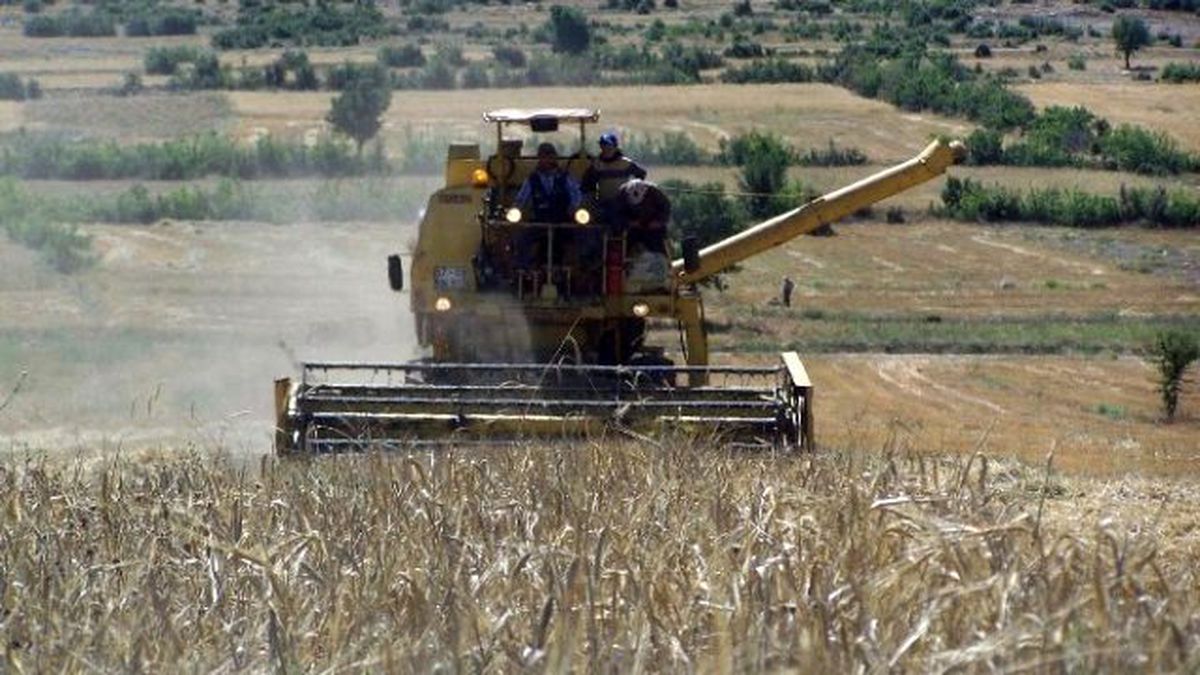 Buğdayda Yüksek Rekolte Bekleniyor